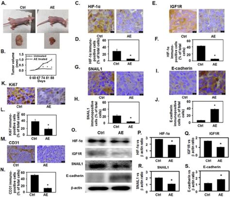 AE Attenuated OV4485 Xenograft Tumor Growth In Athymic Nude Mice And