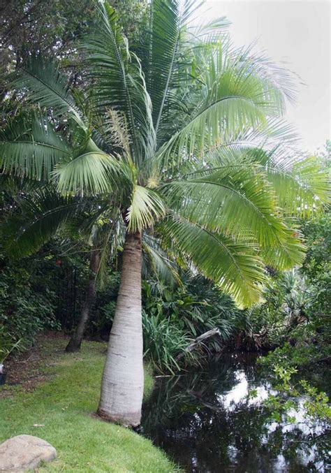 3 Fresh Seeds Ravenea Rivularis Majesty Palm Etsy