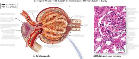 Renal Corpuscle Diagram Quizlet