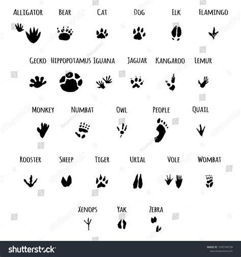 128 Flamingo Footprint Images Stock Photos And Vectors Shutterstock