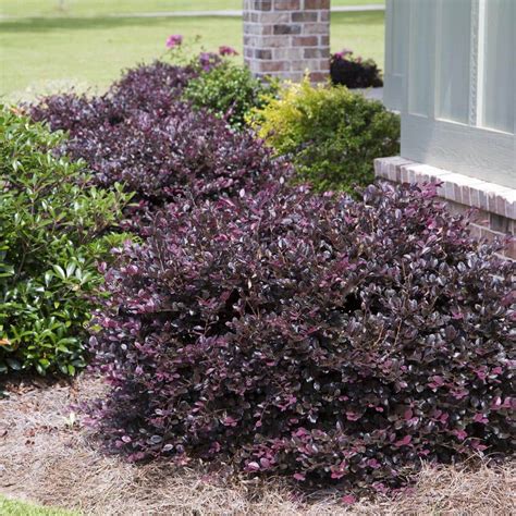 Southern Living Gal Purple Diamond Semi Dwarf Loropetalum Evergreen