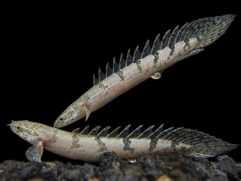 Barred Bichir Polypterus Delhezi Tank Bred Aquatic Arts On Sale