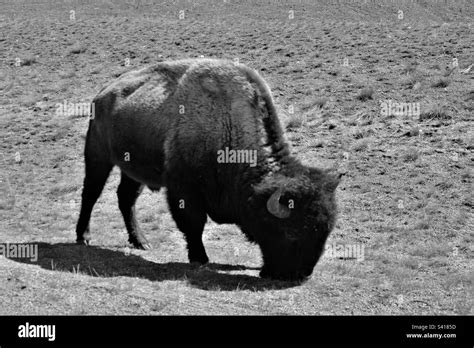 Bison In Yellowstone Black And White Stock Photos And Images Alamy