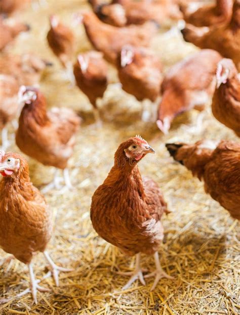 Les Poulets Rouges Sur La Gamme Gratuite Cultivent Rossa Volaille