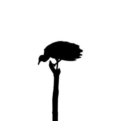 Vulture Silhouette Vector Art, Icons, and Graphics for Free Download