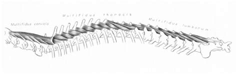 Figure 22 from Evaluation of epaxial muscle structure in dogs with spinal disease | Semantic Scholar