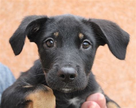 Chiot Ratier A Donner Chaton Chien Donner