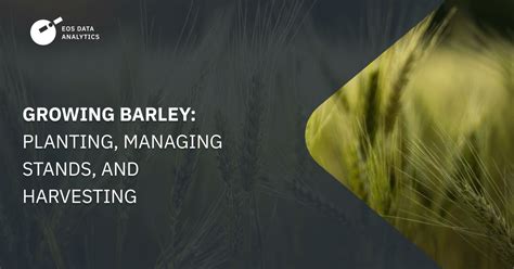 Growing Barley: How To Plant, Manage, And Harvest