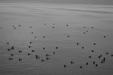 Animated Birds Photos, Download The BEST Free Animated Birds Stock ...