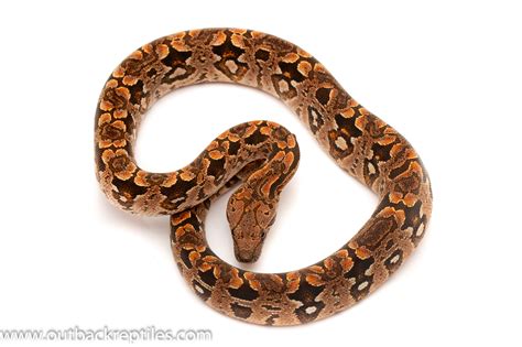 Dumerils Boa Male Outback Reptiles