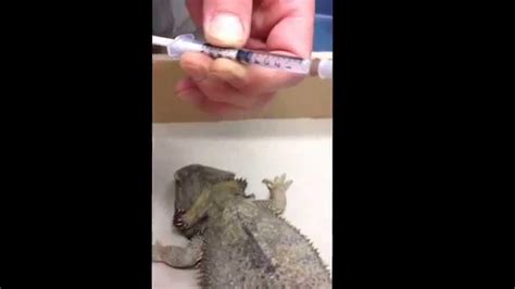 Bearded Dragon Lizard Antibiotic Needle Injection Youtube