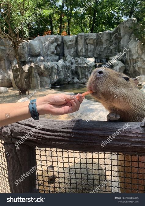 6+ Thousand Capybara Zoo Royalty-Free Images, Stock Photos & Pictures ...