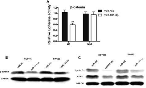 Mir P Inhibited Wnt Catenin Signaling By Targeting Catenin And