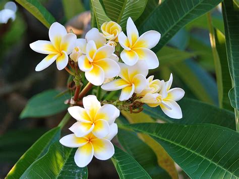 Hawaiian Plumeria Flower Wallpapers Wallpaper Cave