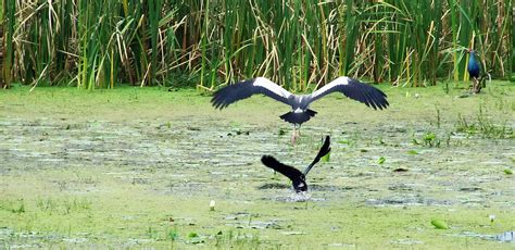 Birds in Kolleru lake - Images WorthvieW