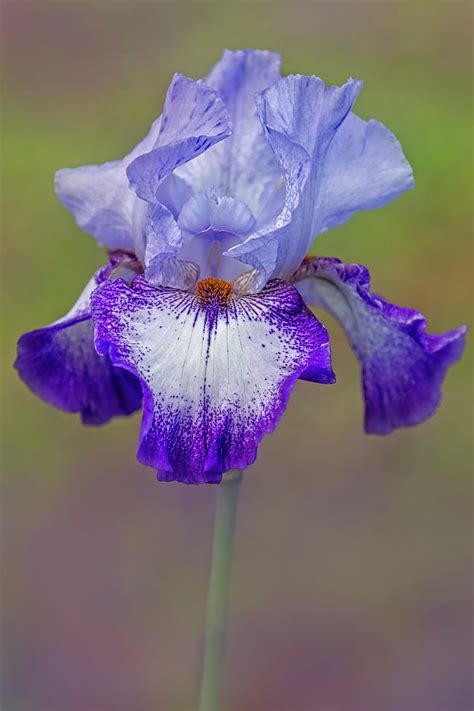 Purple Bearded Iris Flower Photograph by Susan Candelario