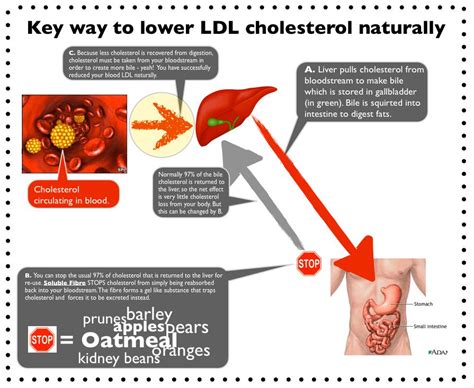 New Diagram Showing How Soluble Fibre Reduces Your Ldl Cholesterol