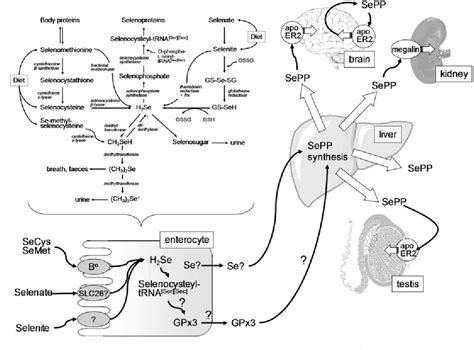 Idolo Amplificazione Cascante Function Of Selenium In Human Body