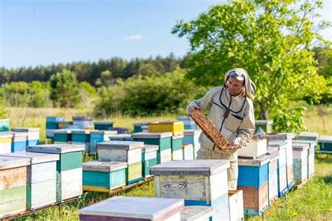 Beekeeping Organic Honey Farming Concept Honeycomb Wooden Frames
