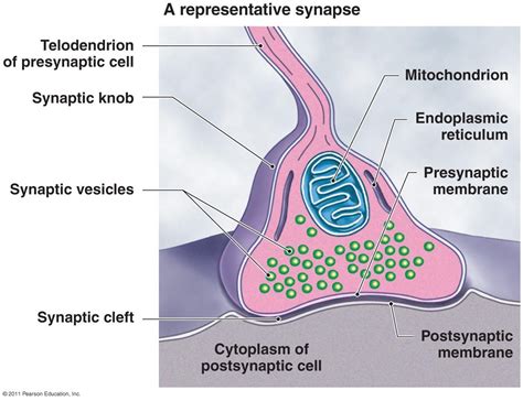 Neuron Cell Division - Cell Division