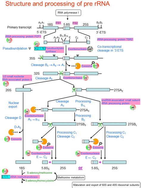 Structure And Processing Of Pre Rrna