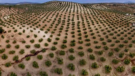 El Olivar De Secano Da Por Perdida La Cosecha De Este Año