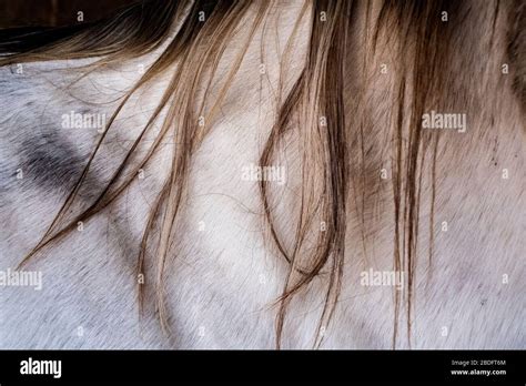 Close Up Of Neck Of White Cob Horse With Tan Mane Stock Photo Alamy