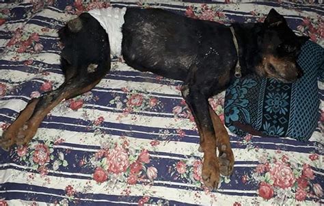 Homem que enterrou cachorro vivo na Barra de São Miguel AL é