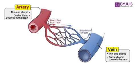 5 Types Of Blood Vessels