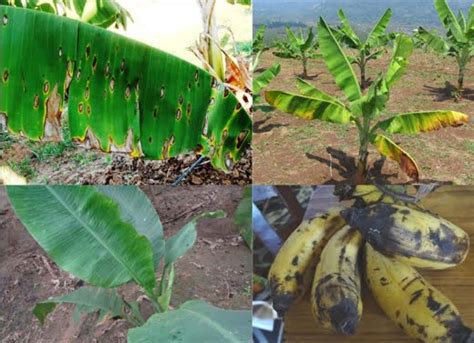 How To Treat Banana Tree Diseases? - ToAgriculture