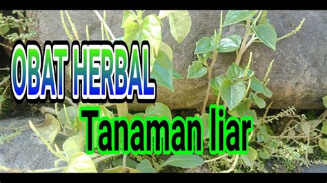 Tanaman Liar Yang Banyak Manfaat Dan Berkhasiat Sebagai Obat Herbal