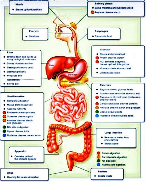 Human Digestive System