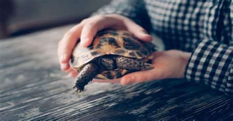 Sulcata Tortoise Food Chart: The Key to Healthy Tortoise Nutrition