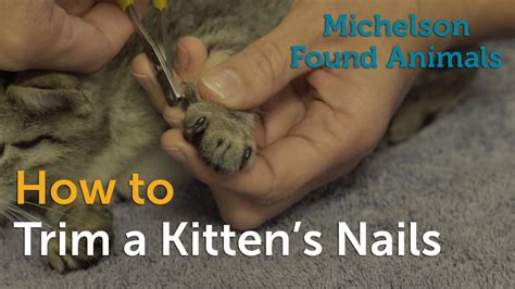 How To Trim A Kittens Nails Youtube