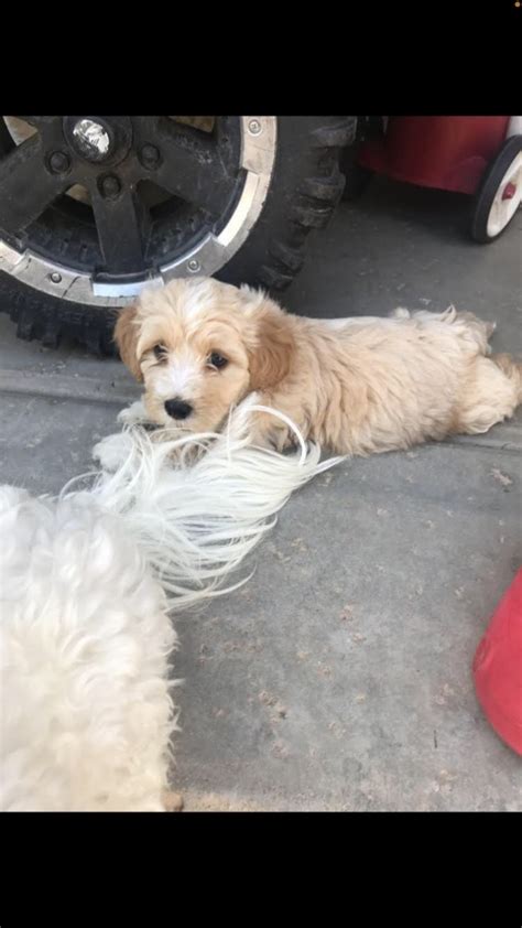 Maltipoo Puppies For Sale Avondale Az Petzlover