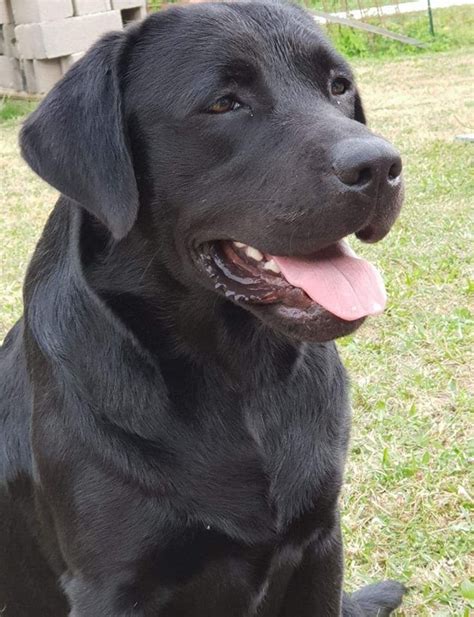 Chien Labrador Retriever Samuel Sans Affixe