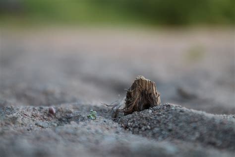 Wallpaper Landscape Bay Nature Sand Grass Wood Closeup Insect