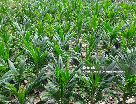 The Seed Of Oil Palm Tree Stock Photo Download Image Now