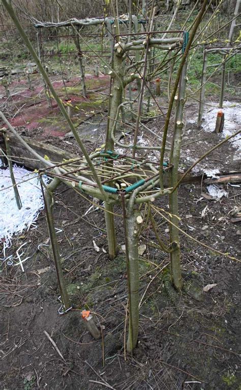 Мебель, растущая на грядке | Growing tree, Outside plants, Garden ...