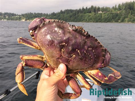 Dungeness Crab Season Oregon Shirl Mercie