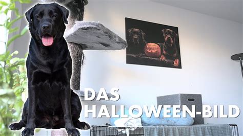 Cedric Der Labrador 230 Das Halloween Bild YouTube