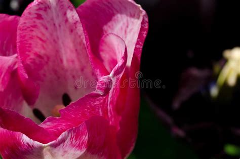 Leafs Of One Beautiful Pink Tulip In Backlight Macro Bright And