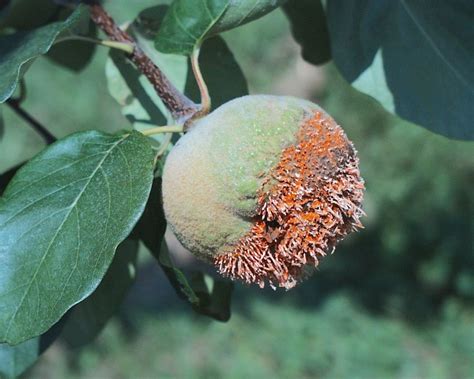 Rust Diseases Of Apples And Pears Tree Fruit Diseases Observations And Archives