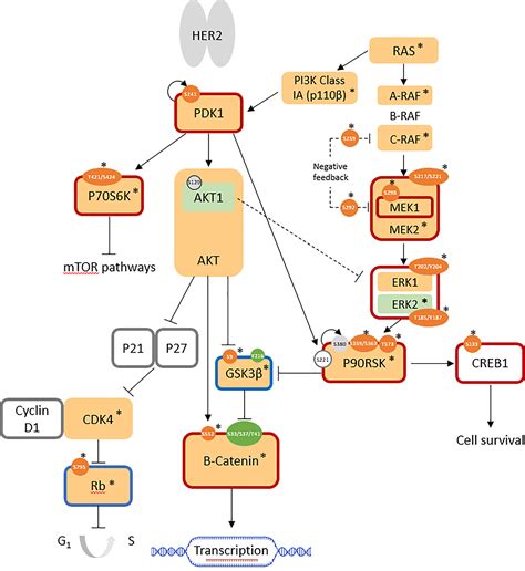 Frontiers Pkc Mediated Phosphorylation And Activation Of The Mek Erk