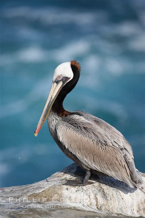 Brown Pelican Pelecanus Occidentalis La Jolla California