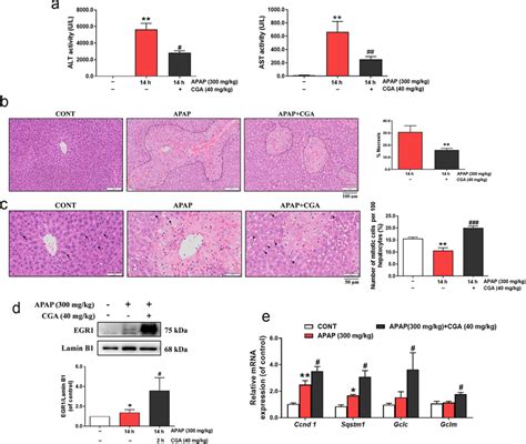 Cga Promoted Liver Regeneration And Repair After Apap Induced Liver