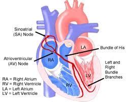 Basic EKGs Dysrhythmias Flashcards Quizlet