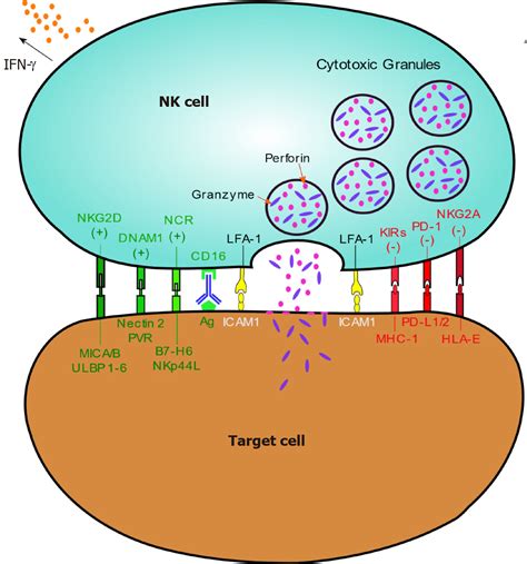 Natural Killer Cells In Pancreatic Cancer Stroma