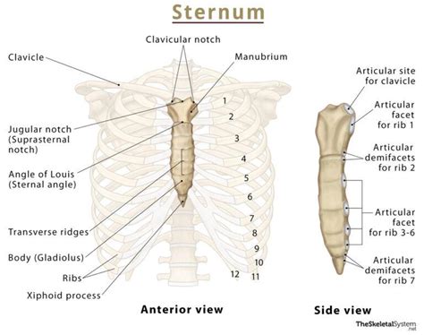 The Ribs Location Anatomy Functions And Labeled Diagram