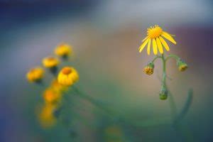 Fiori Gialli Spontanei Quali Sono I Pi Conosciuti E I Loro